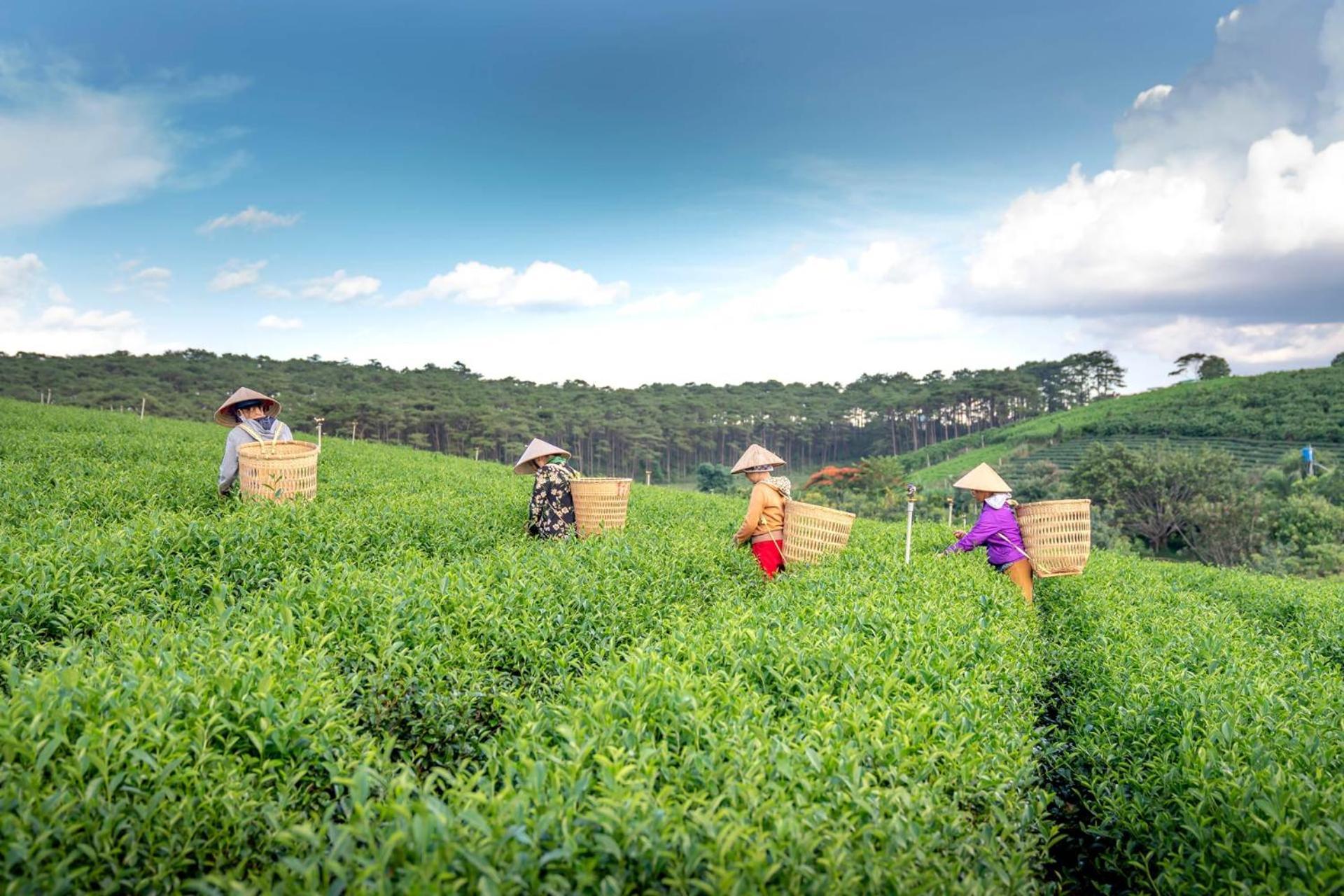 Arya Treetops And Tea Trails By Veo - Part Of Stayvista ดาร์จีลิง ภายนอก รูปภาพ